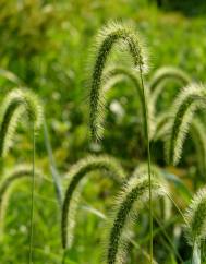 Setaria faberi