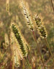 Setaria pumila