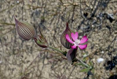 Fotografia da espécie Silene conica