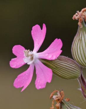 Fotografia 1 da espécie Silene conica no Jardim Botânico UTAD