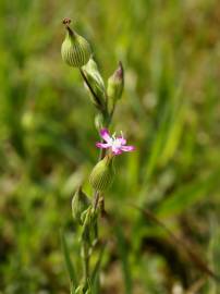 Fotografia da espécie Silene conica