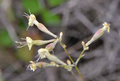 Fotografia da espécie Silene mellifera