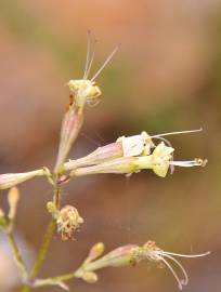 Fotografia da espécie Silene mellifera