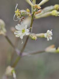 Fotografia da espécie Silene mellifera