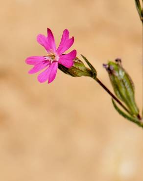 Fotografia 1 da espécie Silene muscipula no Jardim Botânico UTAD