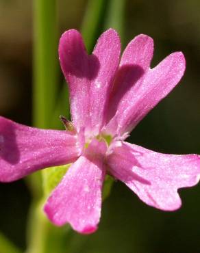 Fotografia 3 da espécie Silene muscipula no Jardim Botânico UTAD