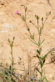 Fotografia da espécie Silene muscipula