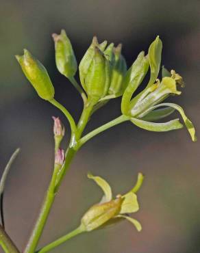 Fotografia 3 da espécie Sisymbrium altissimum no Jardim Botânico UTAD