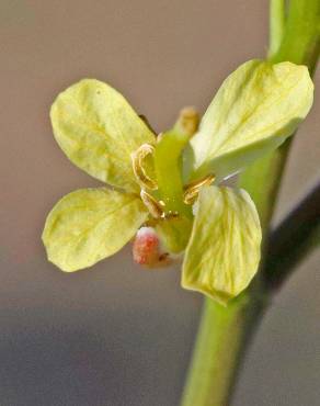 Fotografia 4 da espécie Sisymbrium altissimum no Jardim Botânico UTAD