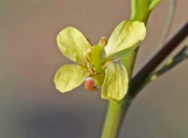 Fotografia da espécie Sisymbrium altissimum