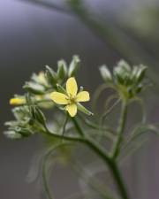 Fotografia da espécie Sisymbrium altissimum