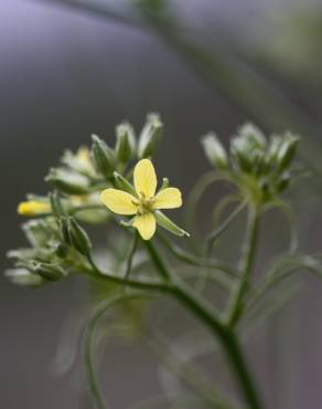 Fotografia 1 da espécie Sisymbrium altissimum no Jardim Botânico UTAD