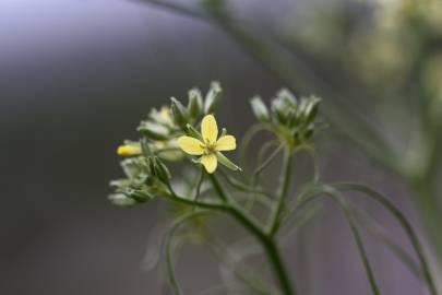 Fotografia da espécie Sisymbrium altissimum