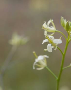 Fotografia 5 da espécie Sisymbrium altissimum no Jardim Botânico UTAD