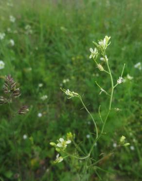 Fotografia 6 da espécie Sisymbrium altissimum no Jardim Botânico UTAD