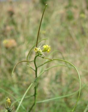 Fotografia 9 da espécie Sisymbrium altissimum no Jardim Botânico UTAD