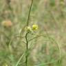 Fotografia 9 da espécie Sisymbrium altissimum do Jardim Botânico UTAD