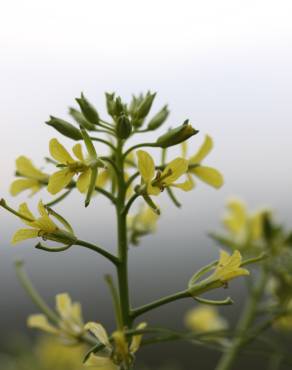 Fotografia 10 da espécie Sisymbrium altissimum no Jardim Botânico UTAD