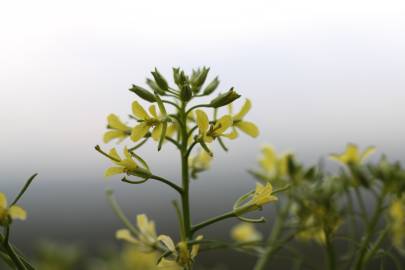 Fotografia da espécie Sisymbrium altissimum