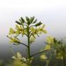 Fotografia 10 da espécie Sisymbrium altissimum do Jardim Botânico UTAD