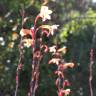 Fotografia 4 da espécie Watsonia meriana do Jardim Botânico UTAD