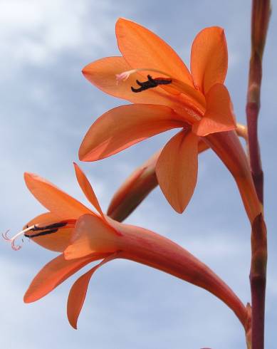 Fotografia de capa Watsonia meriana - do Jardim Botânico