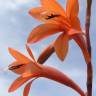 Fotografia 1 da espécie Watsonia meriana do Jardim Botânico UTAD