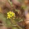 Fotografia 1 da espécie Sisymbrium irio do Jardim Botânico UTAD
