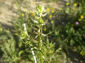 Fotografia da espécie Sisymbrium irio