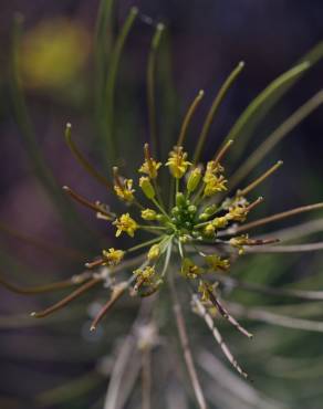 Fotografia 5 da espécie Sisymbrium irio no Jardim Botânico UTAD