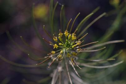 Fotografia da espécie Sisymbrium irio