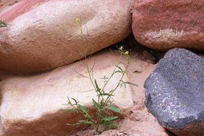 Fotografia da espécie Sisymbrium irio