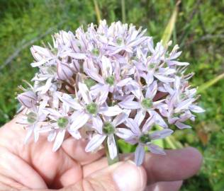 Fotografia da espécie Allium cepa