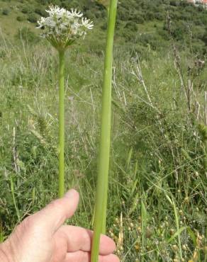 Fotografia 5 da espécie Allium cepa no Jardim Botânico UTAD