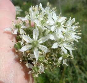 Fotografia da espécie Allium cepa