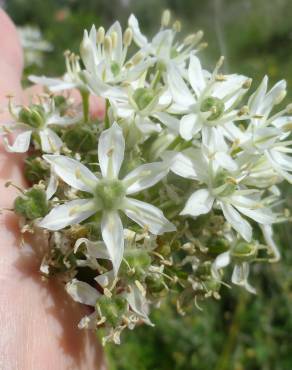 Fotografia 6 da espécie Allium cepa no Jardim Botânico UTAD