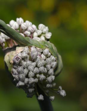 Fotografia 7 da espécie Allium cepa no Jardim Botânico UTAD