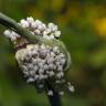 Fotografia 7 da espécie Allium cepa do Jardim Botânico UTAD