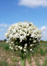 Fotografia da espécie Allium cepa