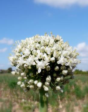 Fotografia 10 da espécie Allium cepa no Jardim Botânico UTAD