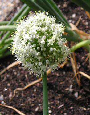 Fotografia 11 da espécie Allium cepa no Jardim Botânico UTAD