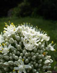 Allium cepa