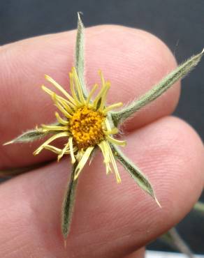 Fotografia 4 da espécie Pallenis spinosa no Jardim Botânico UTAD