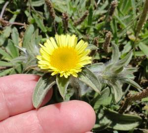 Fotografia da espécie Pallenis spinosa