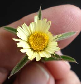 Fotografia da espécie Pallenis spinosa