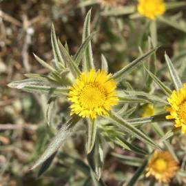 Fotografia da espécie Pallenis spinosa