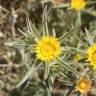 Fotografia 1 da espécie Pallenis spinosa do Jardim Botânico UTAD