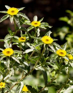 Fotografia 10 da espécie Pallenis spinosa no Jardim Botânico UTAD