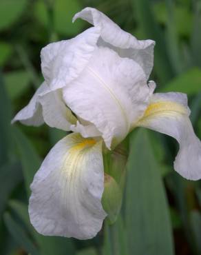 Fotografia 3 da espécie Iris albicans no Jardim Botânico UTAD