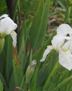 Fotografia 4 da espécie Iris albicans no Jardim Botânico UTAD